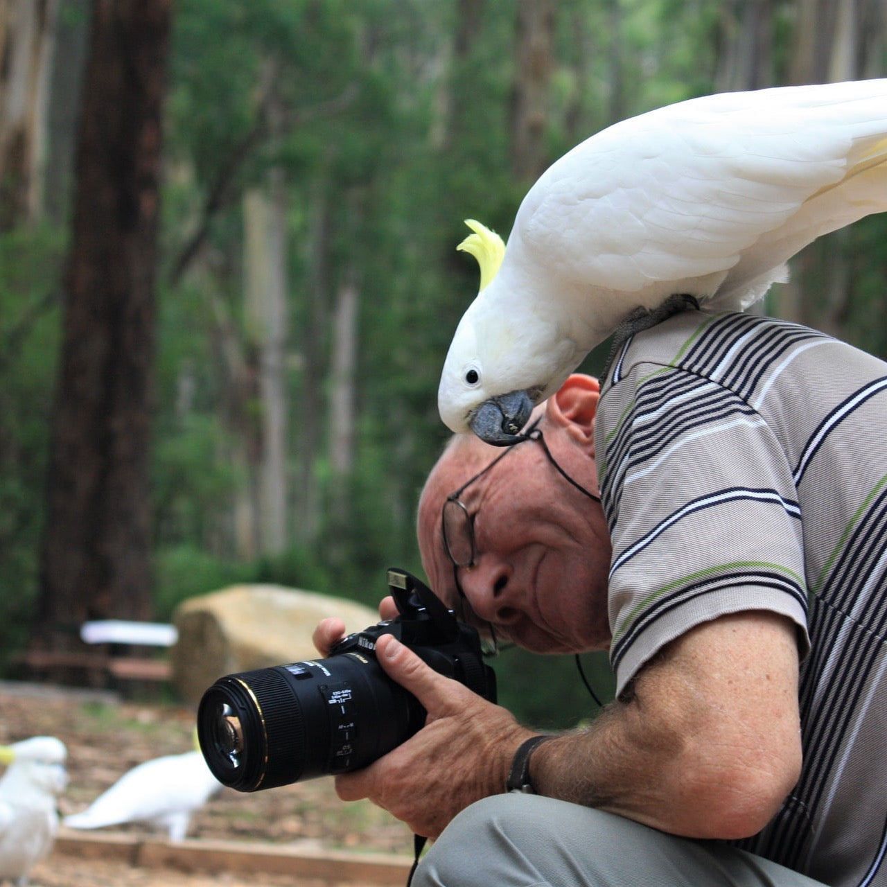 蒸汽小火车+企鹅岛一日游|拼车出行