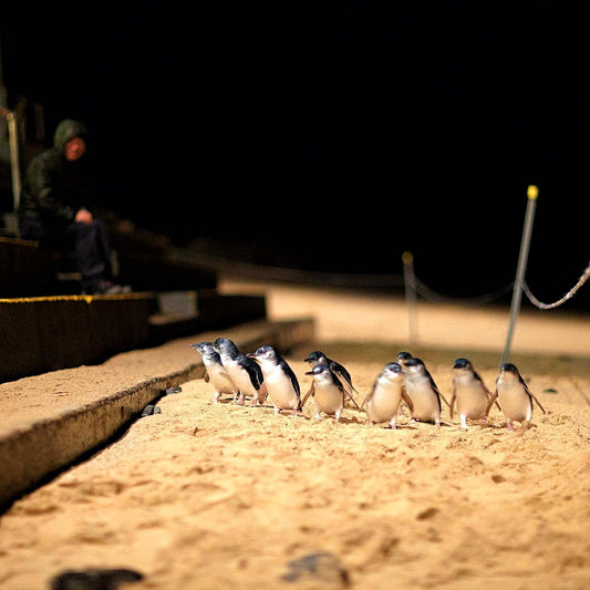 企鹅岛一日游套票 | Phillip Island Penguin Parade Tour Tickets Pack