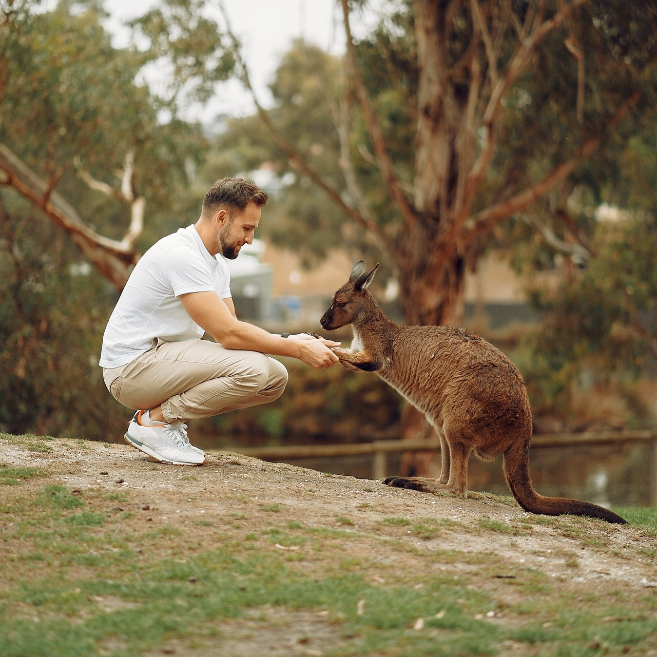 企鹅岛(菲利普岛)一日游