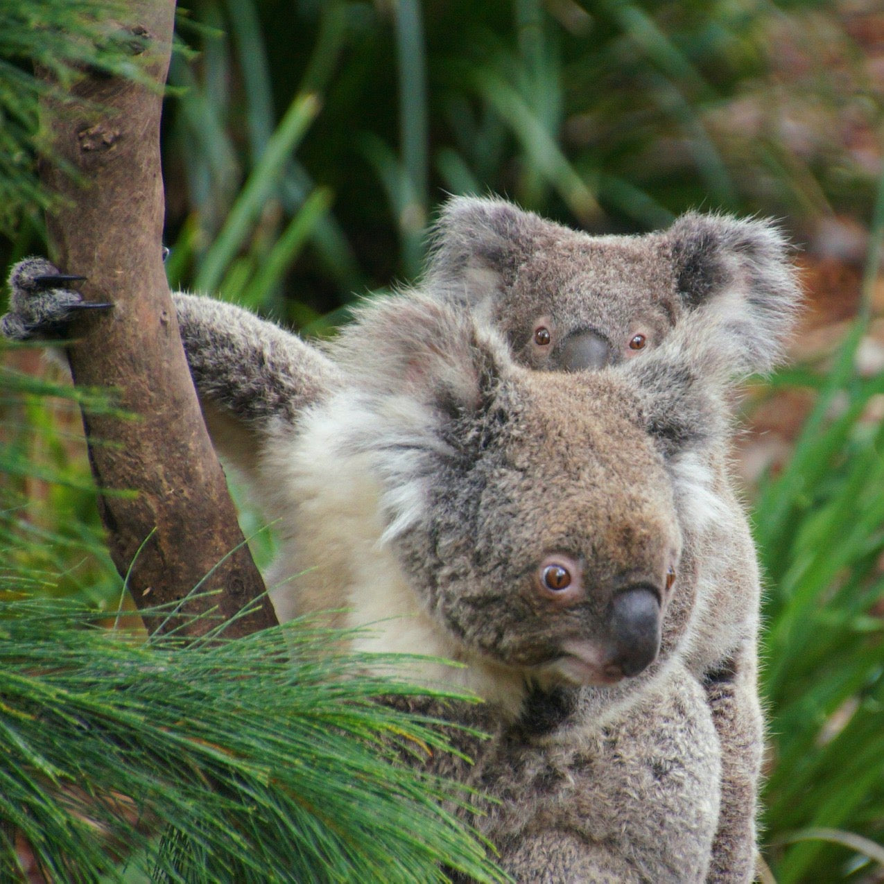疏芬山金矿一日游