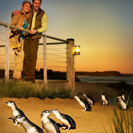 企鹅岛(菲利普岛)一日游