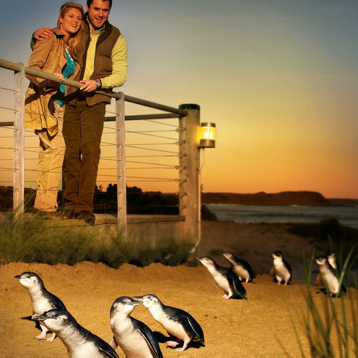 企鹅岛一日游套票 | Phillip Island Penguin Parade Tour Tickets Pack