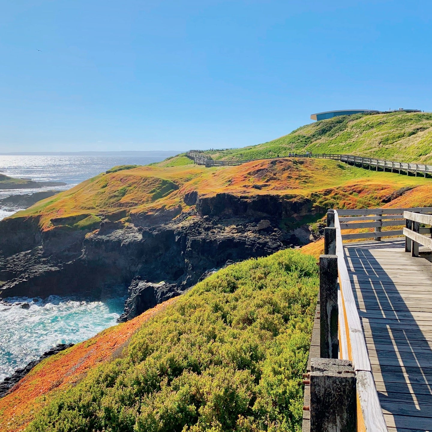 企鹅岛(菲利普岛)一日游