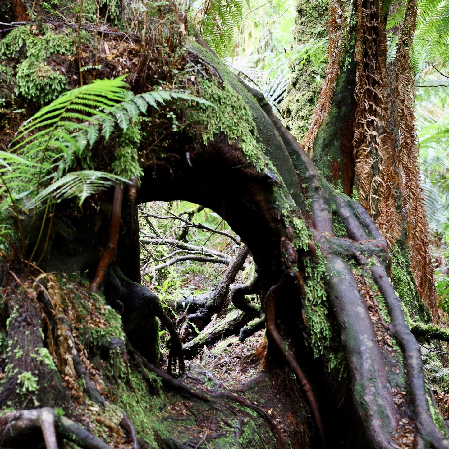 大洋路两日深度游 | 2 Day Great Ocean Road Tour