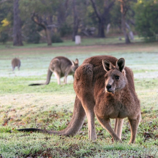 疏芬山金矿+格兰屏国家公园两日游