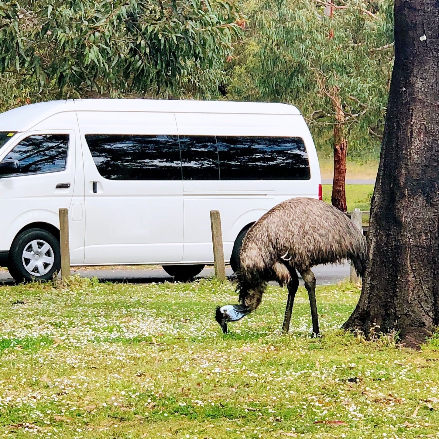墨尔本-阿德莱德公路旅行(6日)