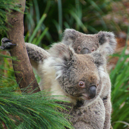 疏芬山金矿一日游