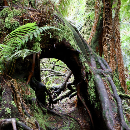 大洋路两日深度游 | 2 Day Great Ocean Road Tour